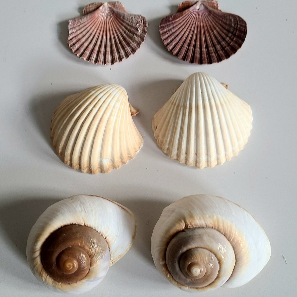 6 large sea shells.